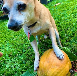 coLAB Dog Lentil